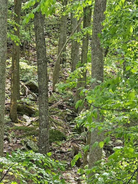 Sherando Lake Group Camp 9