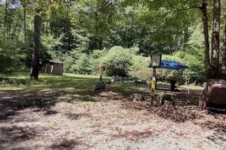 Williams River Campsite 8
