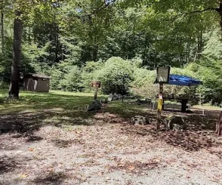 Williams River Campsite 8