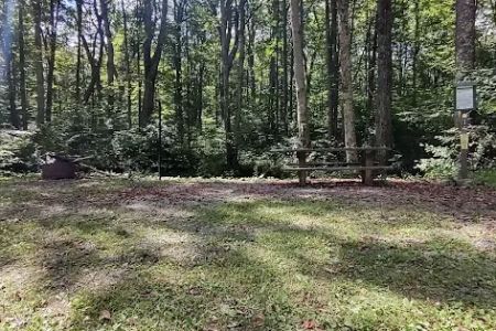 Williams River Campsite 3