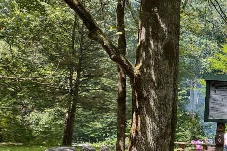 Williams River Campsite 6