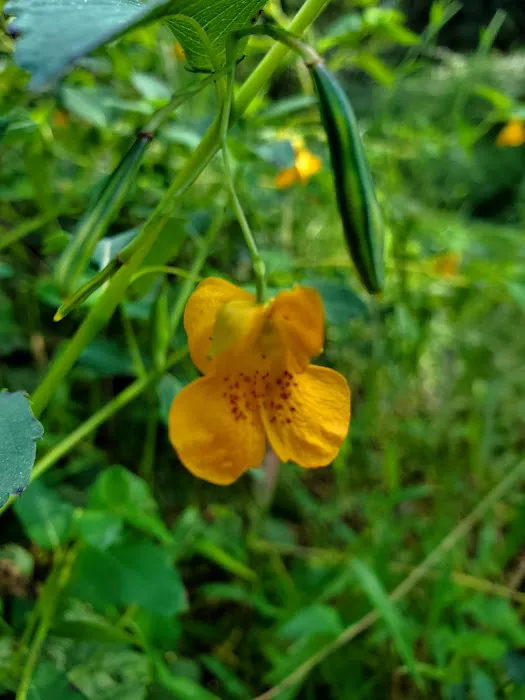 Pettigrew State Park Campground 7