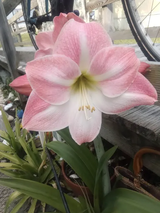 Atlantic Mobile home park 8
