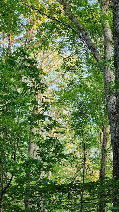 Bishop Knob Campground 6