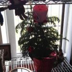 Southern Pines Mobile Home Prk