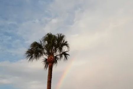Palm Grove Rental Resort