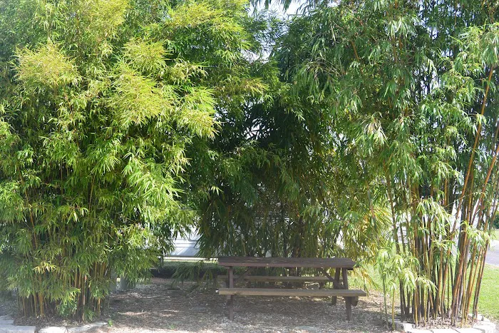 Lone Oak Park 3