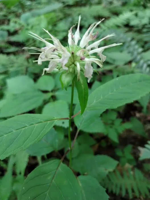 Kanawha State Forest Group Campsite 4