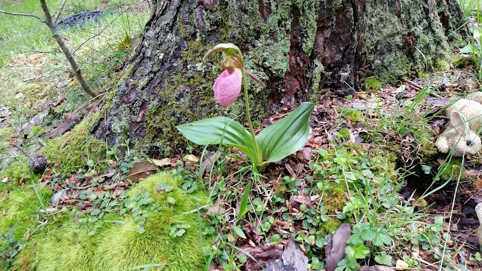 Mohawk Campground 8