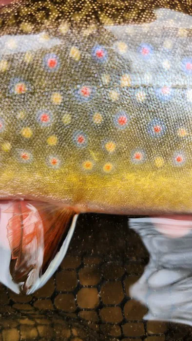 The Trout Camp aka Fontinalis Farms and Campground LLC. 5