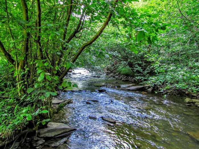 Laurel Fork Campground 1