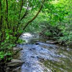 Laurel Fork Campground