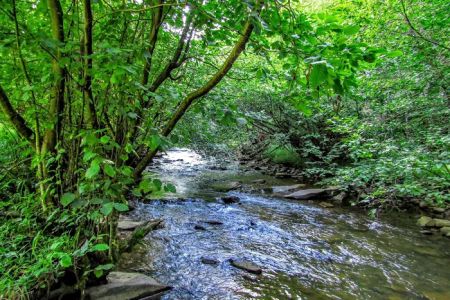 Laurel Fork Campground