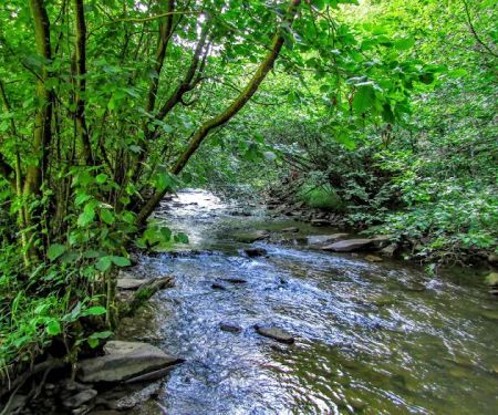 Laurel Fork Campground