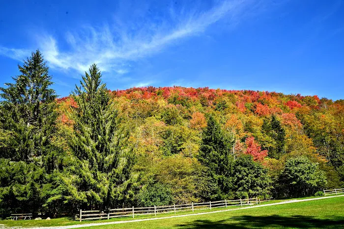Laurel Fork Campground 9