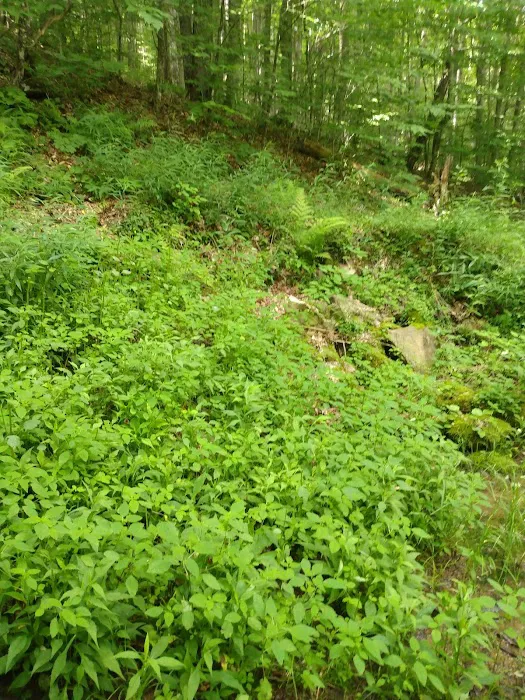 Laurel Fork Campground 5