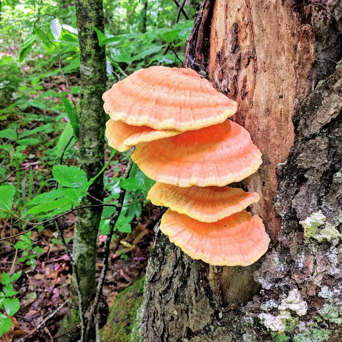 Laurel Fork Campground 6