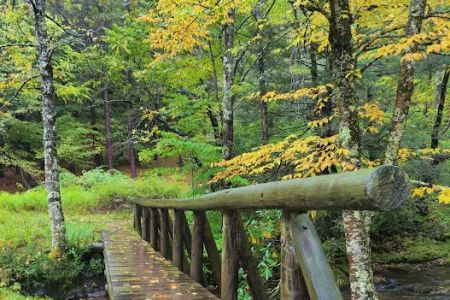 Judy Springs Campground