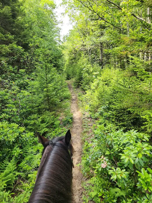 Wrangler Meadow Horse Camp 4