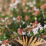 Carolina Village Mobile Home Community