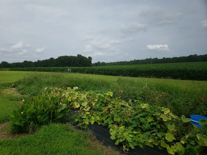 Thornton Farm 3
