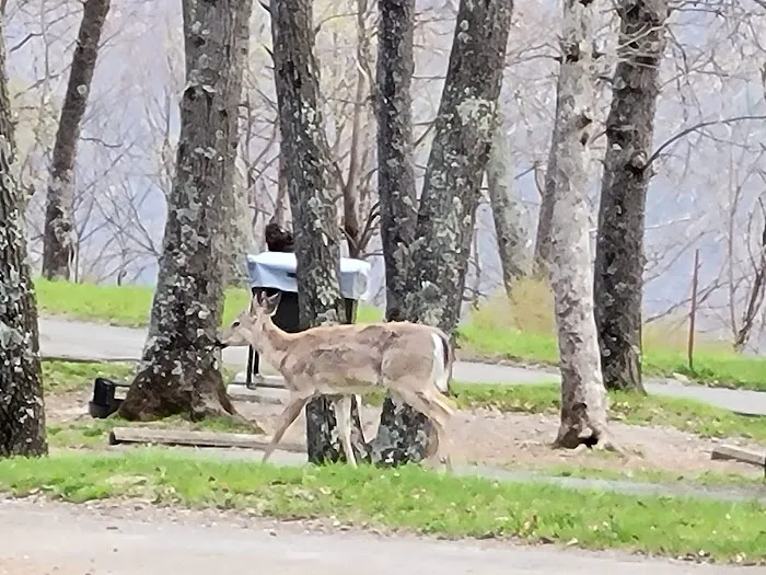 Big Meadows Campground 6