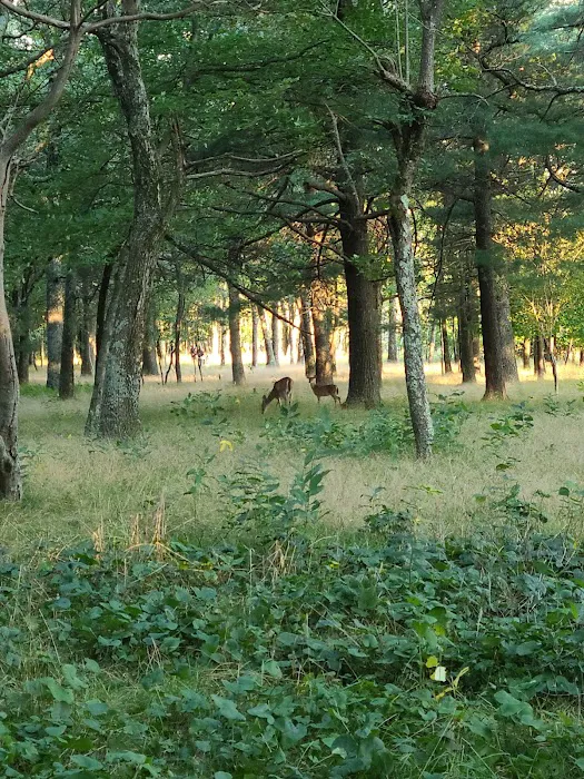 Big Meadows Campground 7