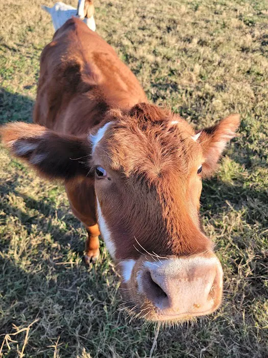 Full Life Journey Farm 8