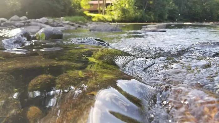 CAMP MORNING WOOD 4