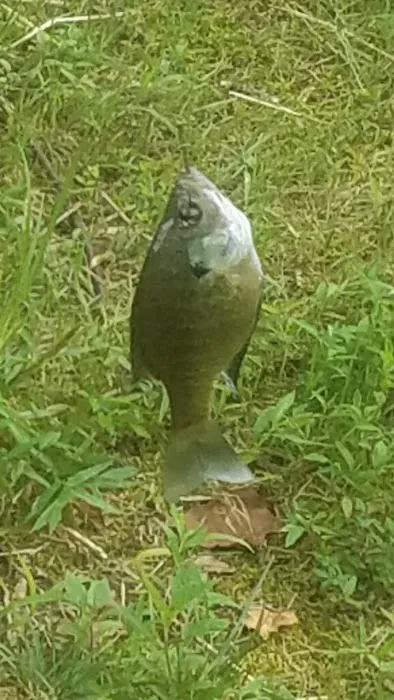 Pete's Lake And Campground 1