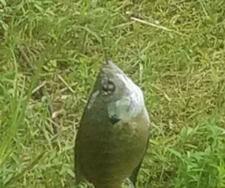 Pete's Lake And Campground