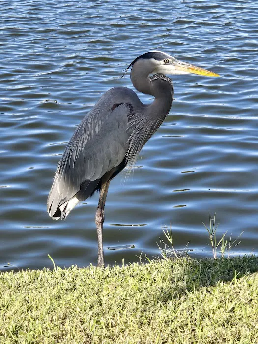 Palm Lake Estates Condominium 5