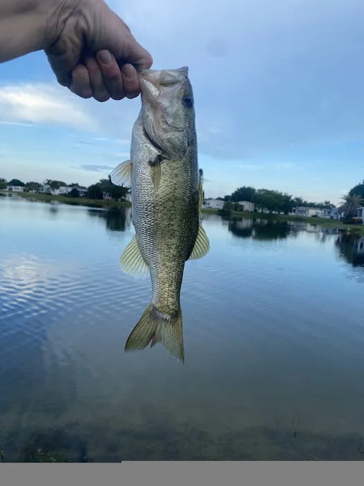 Heron Cay 6
