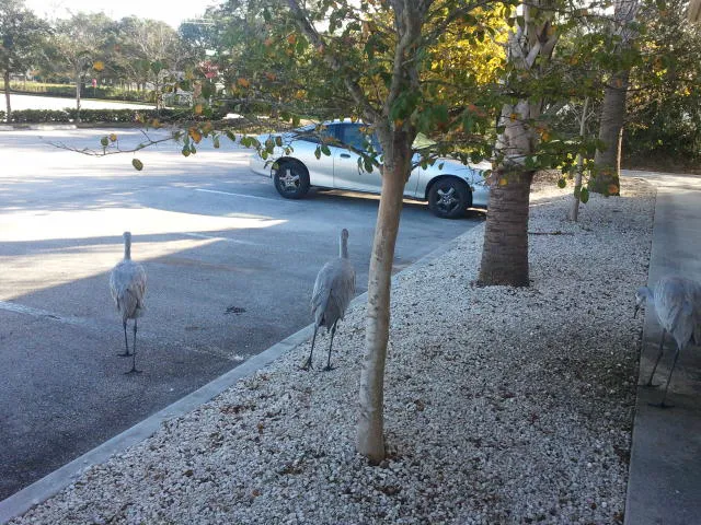 Heron Cay 10