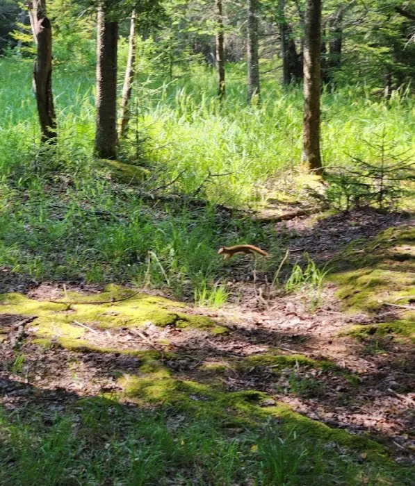 Canaan Valley Resort Campground 2