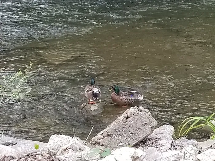 Creekside Campground 8