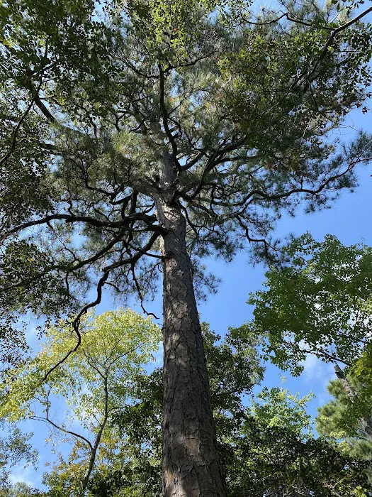 First Landing State Park Campground 10