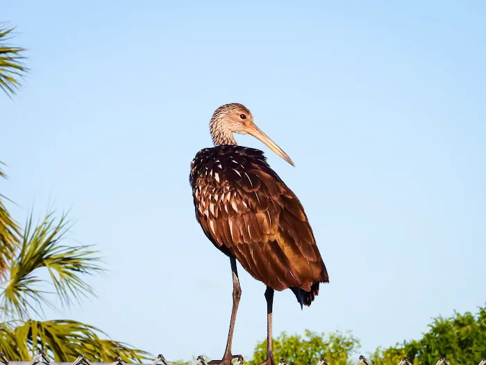 Sarasota Lakes RV Resort 9