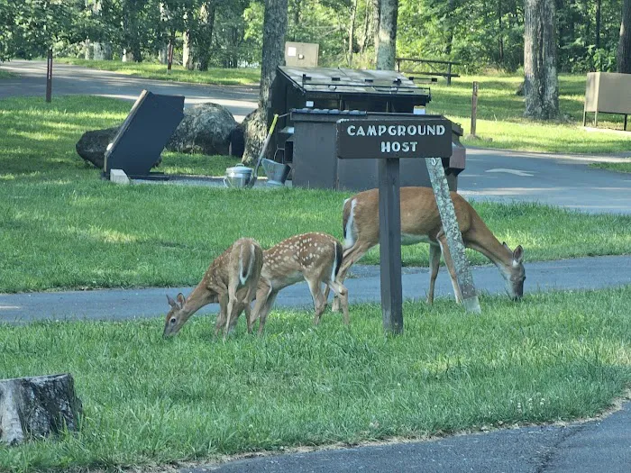 Mathews Arm Campground 10