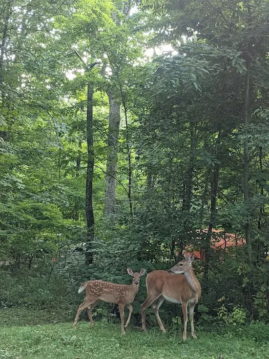 Mathews Arm Campground 9