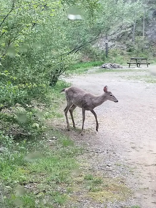 Gooney Creek Campgrounds 8