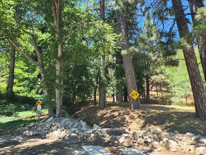 Tall Pines 7
