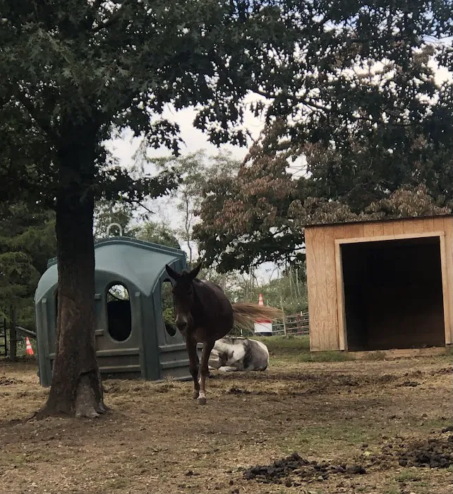 Middle Ridge Campground 6