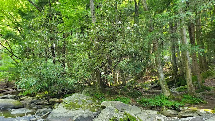 Swallow Falls Campground 4