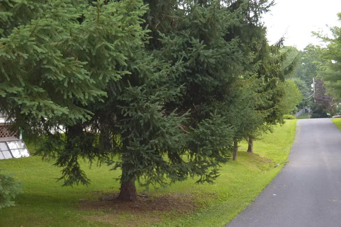 Blue Ridge Mobile Home Park 8