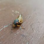 Irons Mountain Campsite