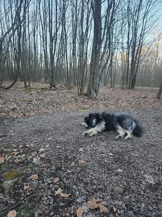Forbes State Forest Motorized Site 6 7