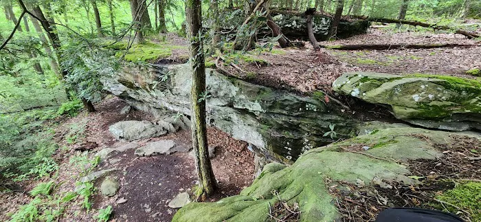 Rhododendron Camping Area 10