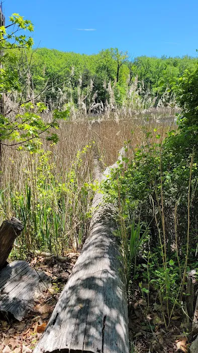 Calvert Cliffs Campground 5
