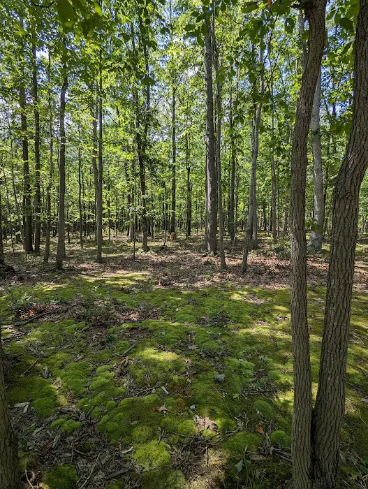 Rocky Gap State Park Campground 6